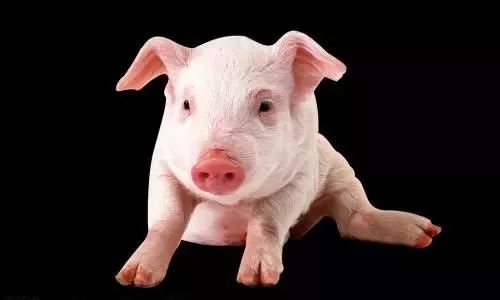 牛粪鸡粪羊粪哪种更肥,羊粪鸡粪牛粪到底哪个养分高