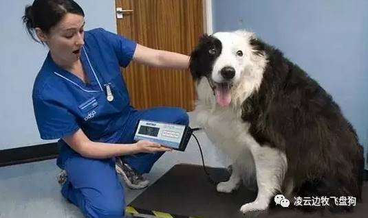 狗狗为什么喜欢吃骨头有什么影响,狗狗为什么很喜欢吃辣椒