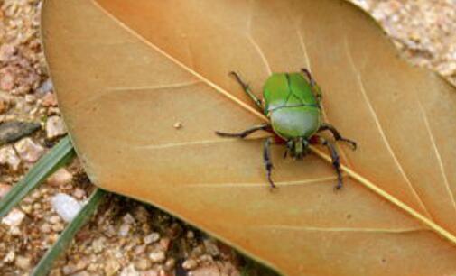 小时候玩的昆虫,小时候玩的会飞的甲虫