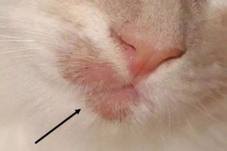 猫癣传染了给人该怎么办,人被传染上猫癣能用皮特芬吗