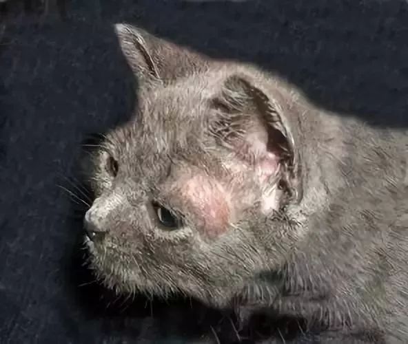 猫癣传染了给人该怎么办,人被传染上猫癣能用皮特芬吗