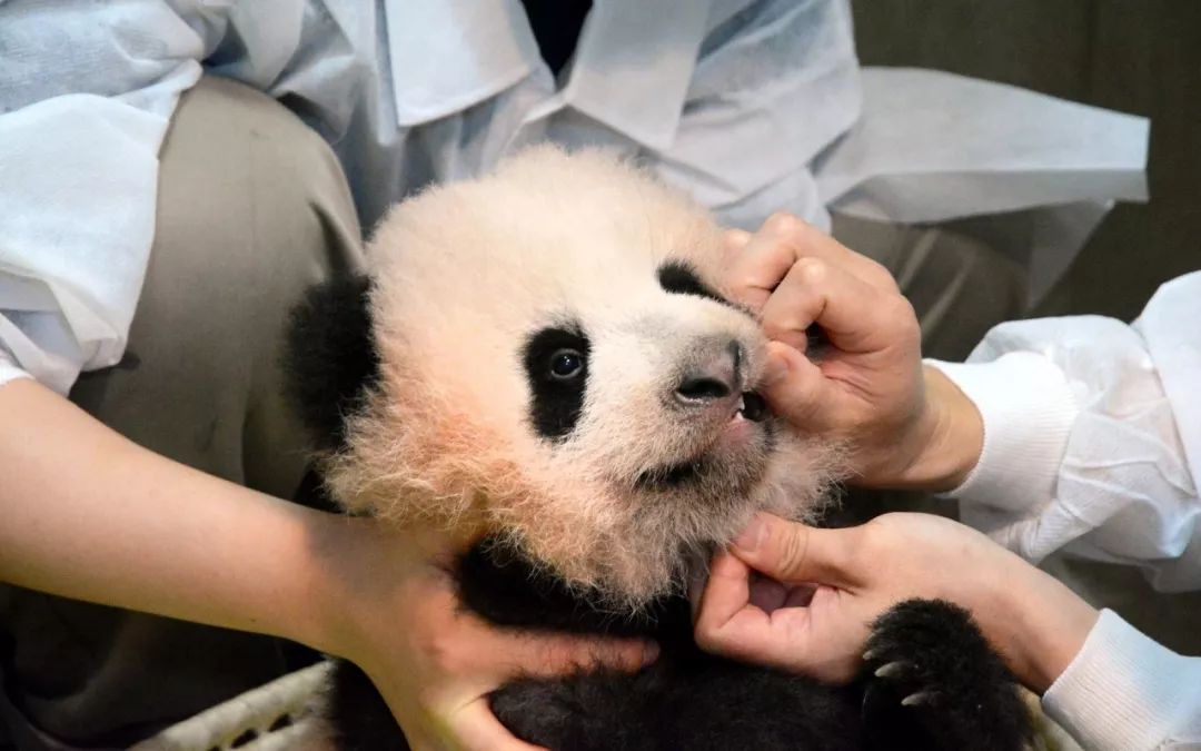 老外到底多喜欢熊猫,老外看中国大熊猫