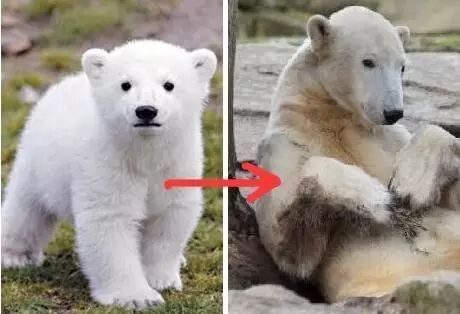 老外多爱猫咪,老外多爱中国