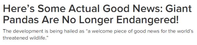 老外多爱猫咪,老外多爱中国