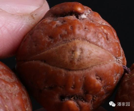 龙眼麒麟眼凤眼怎么分,凤眼龙眼麒麟眼的区别图