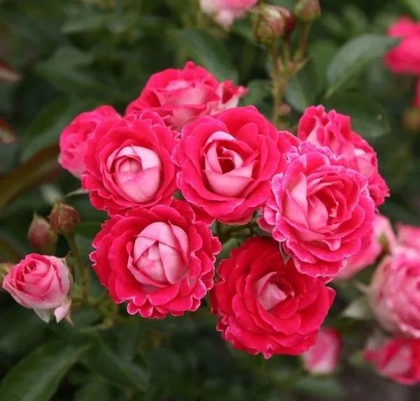 日本顶级微型月季,日本顶级盆栽大师