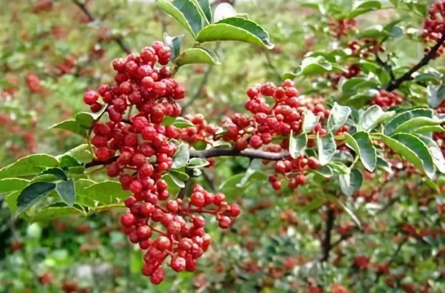 鏂瑰織鍥涘窛浜虹墿浠嬬粛,鏂瑰織鍥涘窛鍘嗗彶鏂囧寲