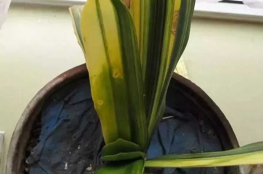 家里盆栽洋葱开花,洋葱盆栽开花