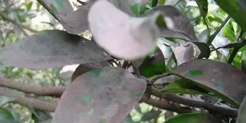 矿物油真的安全吗,为什么矿物油不建议用