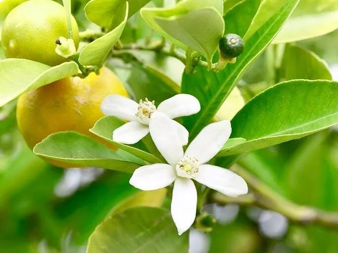 香水日本版本哪个好闻,日本试管香水