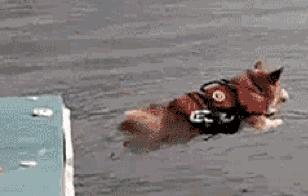 如果辅导员掉水里你的专业能干嘛,如果你的辅导员掉进了水里怎么办