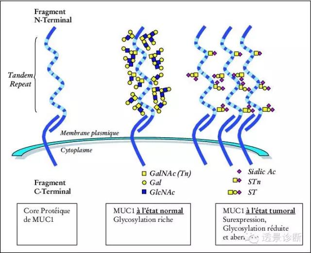 乳腺癌肿瘤标志物ca153正常,乳腺癌肿瘤标志物指标