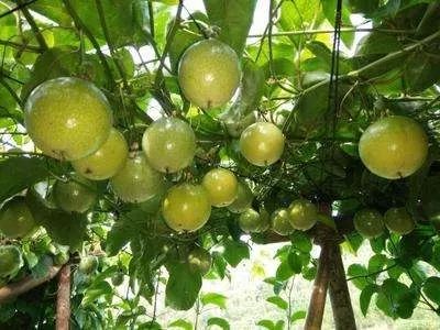 黄金百香果一亩能有多少斤,黄金百香果多少钱一斤