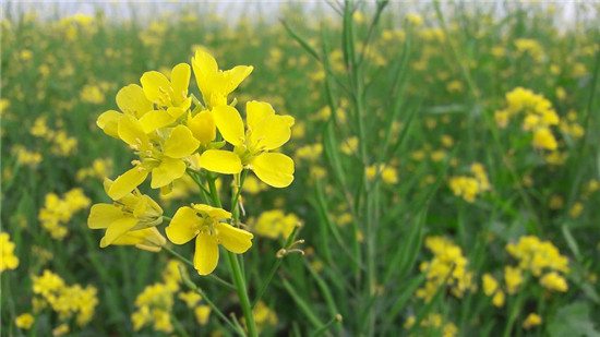 胃寒蒲公英枸杞泡水可以吗,胃寒的人要怎样喝蒲公英茶