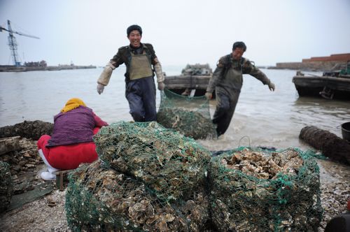 乳山牡蛎很出名吗,乳山生蚝知名度