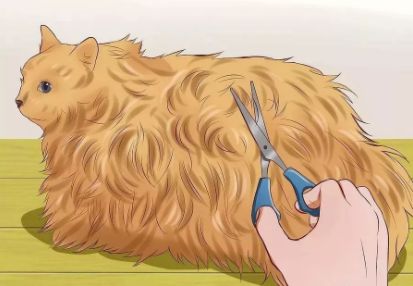 猫咪便秘吃肠道处方粮,猫咪便秘按摩肚子手法