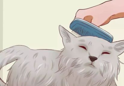 猫咪便秘吃肠道处方粮,猫咪便秘按摩肚子手法