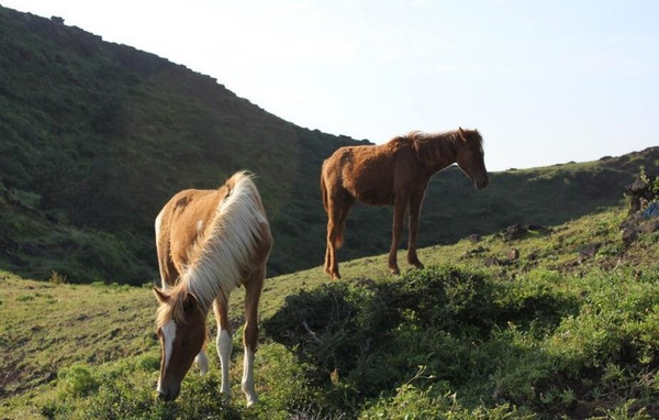 济州岛自由行包车旅游攻略,济州岛一日游包车