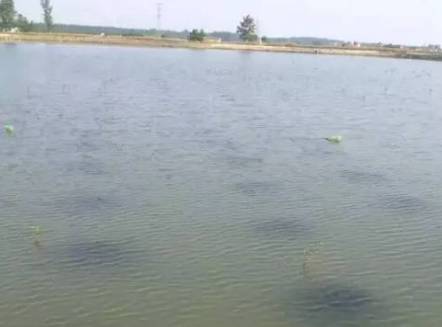 蟹塘水体浑浊如何调整,虾蟹塘水质浑浊怎么办