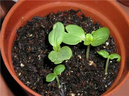 这名女子改行卖泥巴,一年利润接近20万