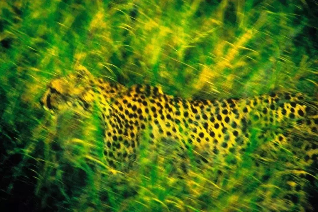 足够艳！啧啧，看“色彩之王”皮特玩转红黄蓝