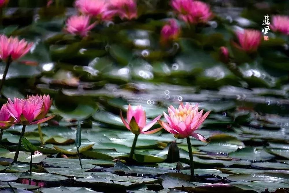 「收藏」不能错过的小美好！上海12个月行走指南来啦