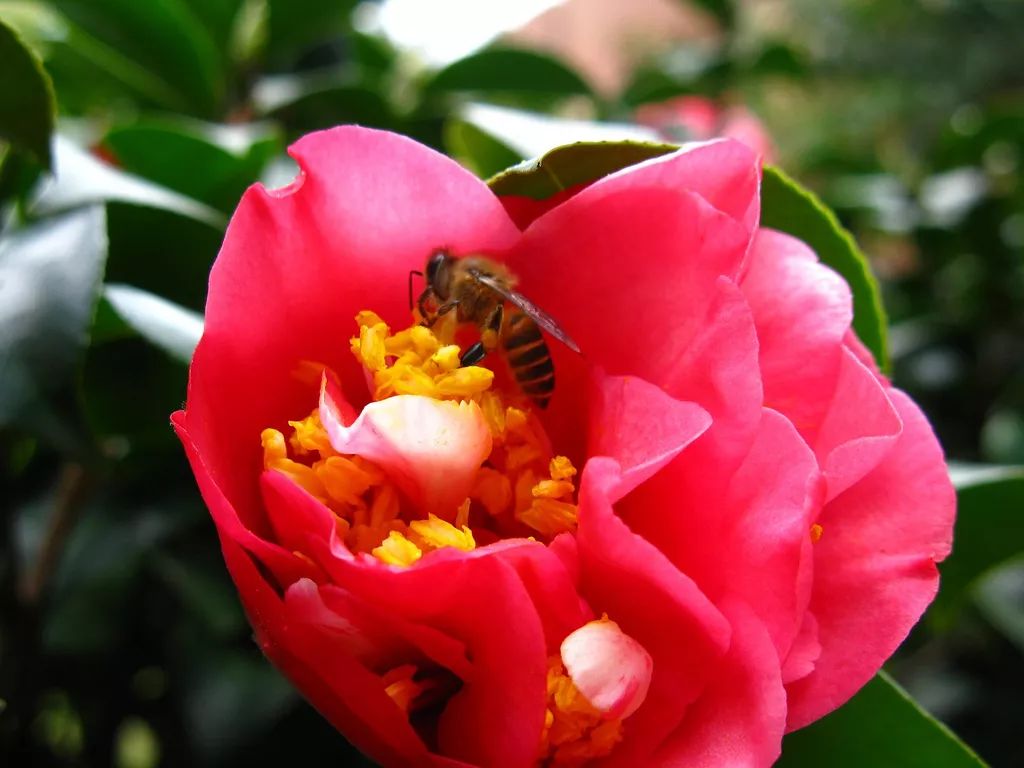 喜庆年宵花,盘点最受欢迎的十大年宵花