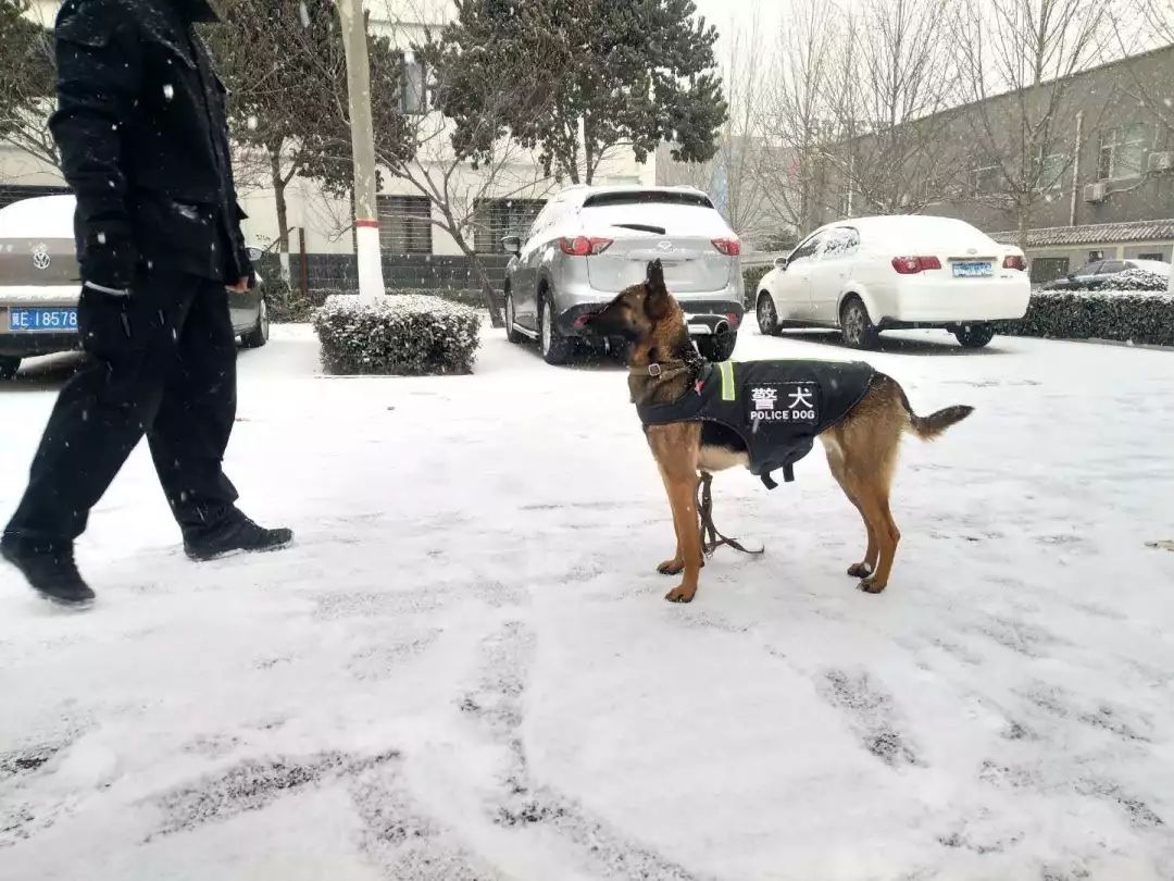 德州警犬训练视频,带大家认识警犬养成记