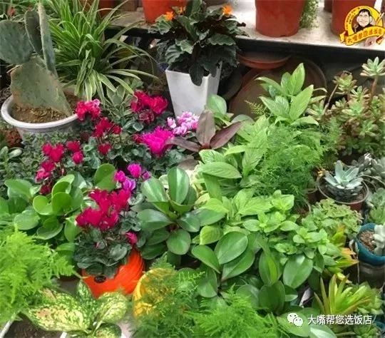 大连免费赏花好去处,逛遍大连