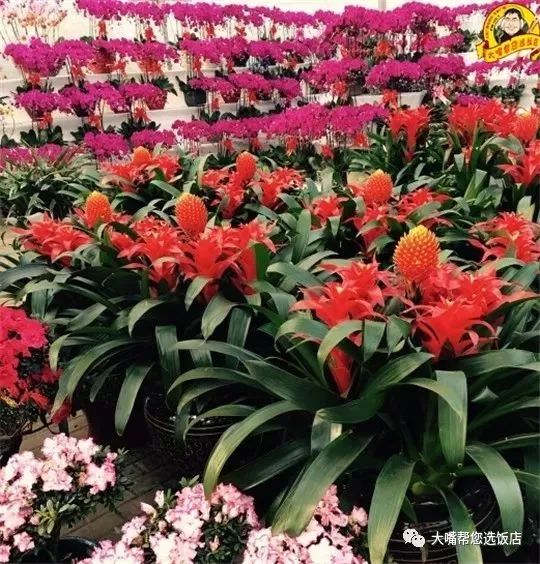 大连免费赏花好去处,逛遍大连