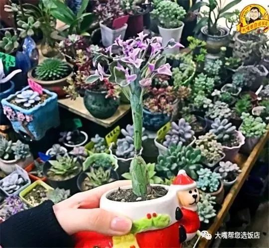 大连免费赏花好去处,逛遍大连