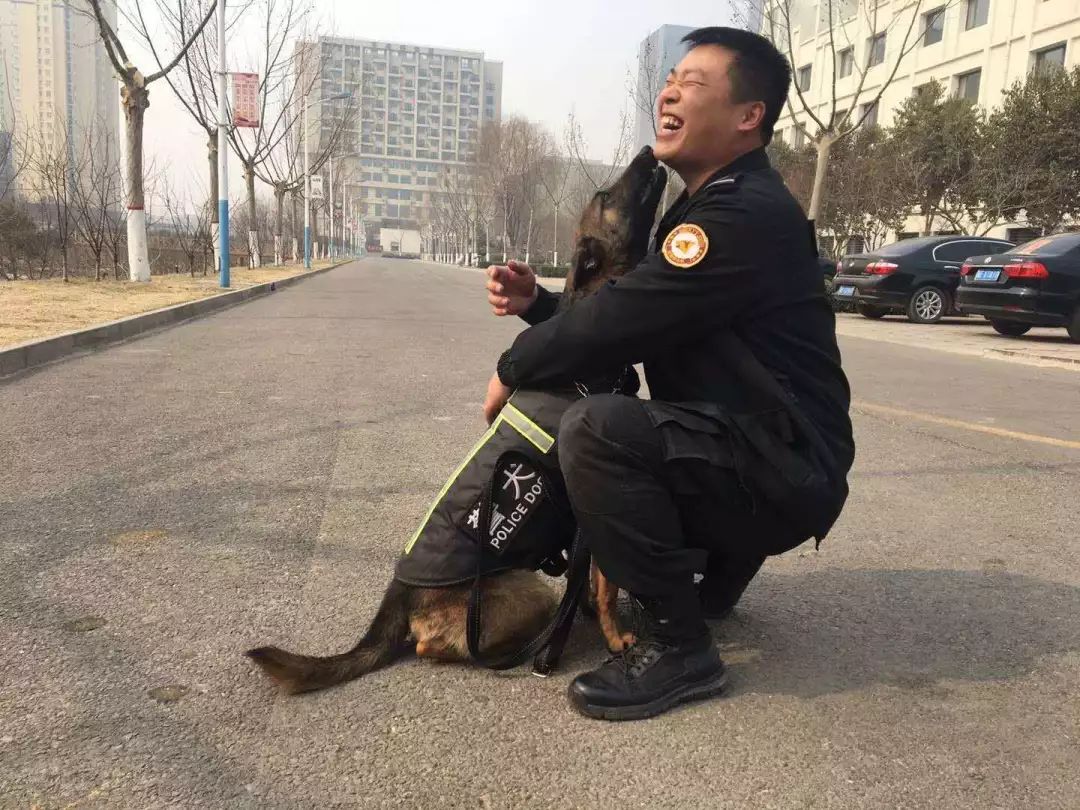 德州警犬训练视频,带大家认识警犬养成记