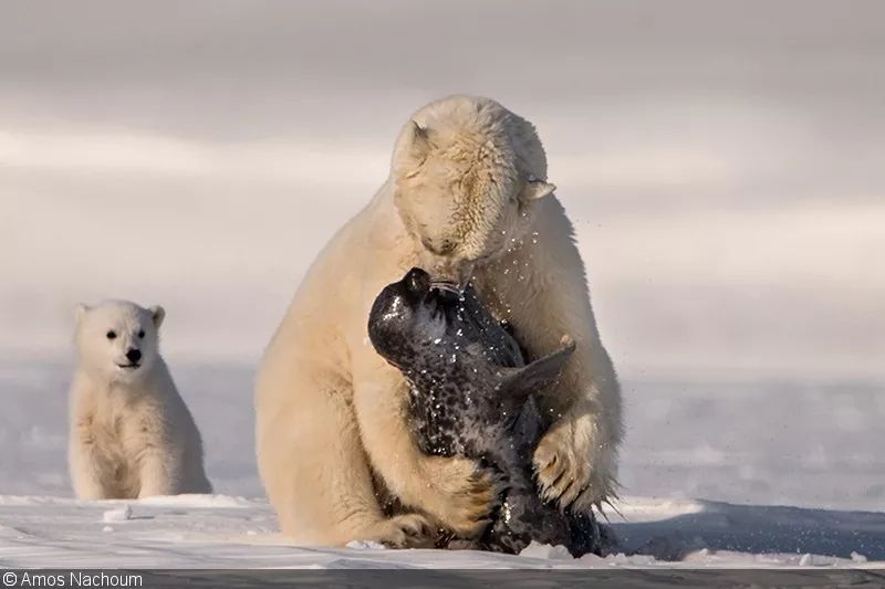 被北极熊追杀，抓拍鲨鱼咬向自己的瞬间……68岁摄影师玩命告诉你：为什么外国人这么少？