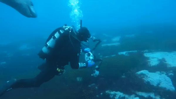 被北极熊追杀，抓拍鲨鱼咬向自己的瞬间……68岁摄影师玩命告诉你：为什么外国人这么少？