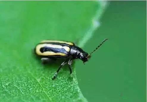 8种农药防治蔬菜害虫的药效试验,蔬菜害虫最佳防治方法