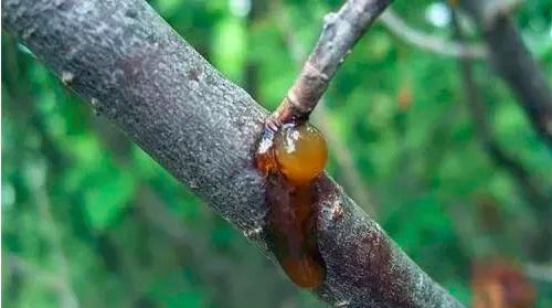 桃李树果子流胶用什么药,杏流胶病最佳防治方法