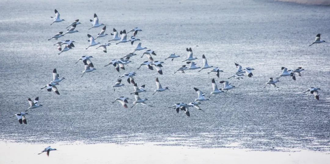 武汉竹叶海湖生态湿地公园,武汉东湖绿道湿地公园