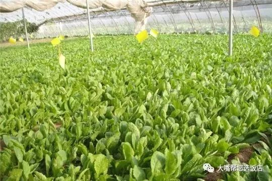 大连摘草莓一日游,大连摘草莓适合去的地方