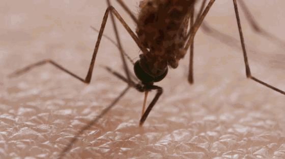 泰国蚊子咬止痒膏,防蚊虫叮咬药膏推荐泰国