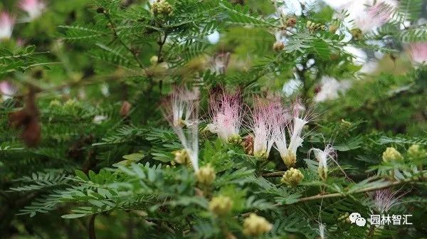 合家欢乐｜*欢合**、珍珠金*欢合**、香水*欢合**