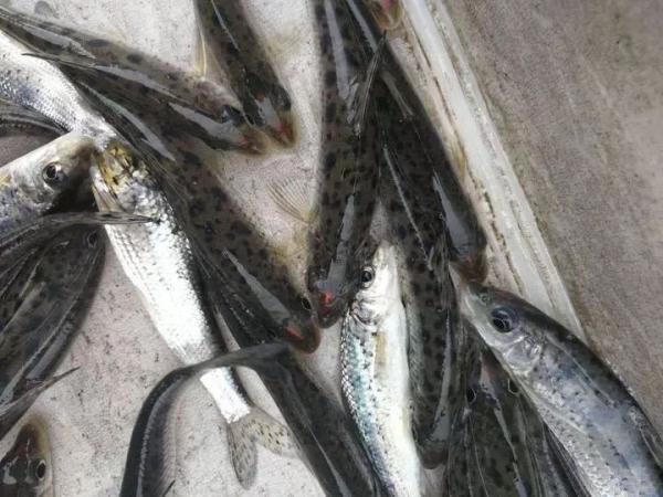 钱塘江禁渔期有多少公里长,钱塘江禁渔名单