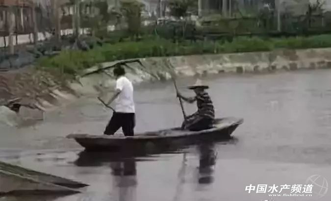 生石灰能治哪几种鱼病,鱼病了不开口怎么办