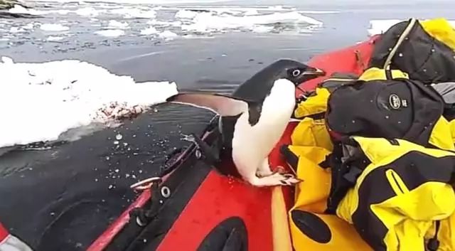 企鹅上岸一脸懵,企鹅跳到船上发现不对赶紧溜了