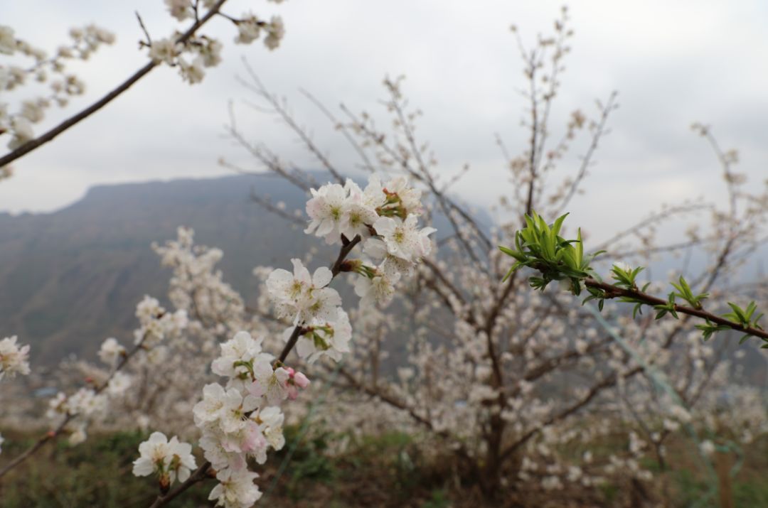 发耳镇樱桃花航拍视频出炉！敢不敢来行一场飞花令？开始！