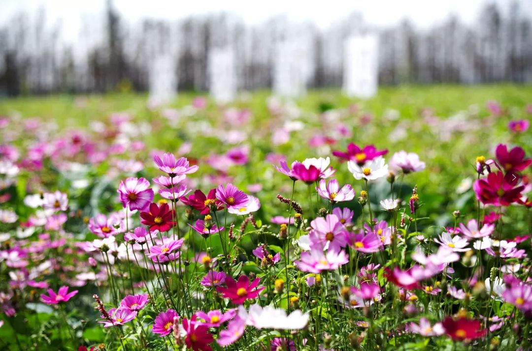 斗门为什么叫斗门,外地人眼中的斗门
