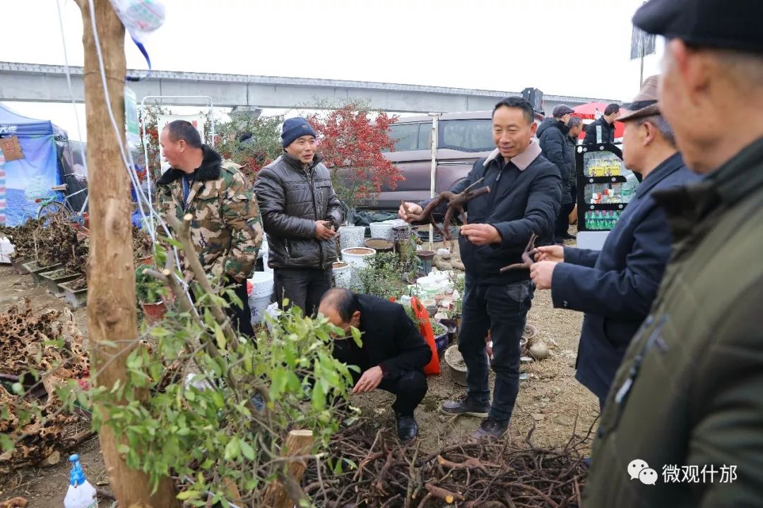 什邡元宵活动多图,今年什邡马井元宵节