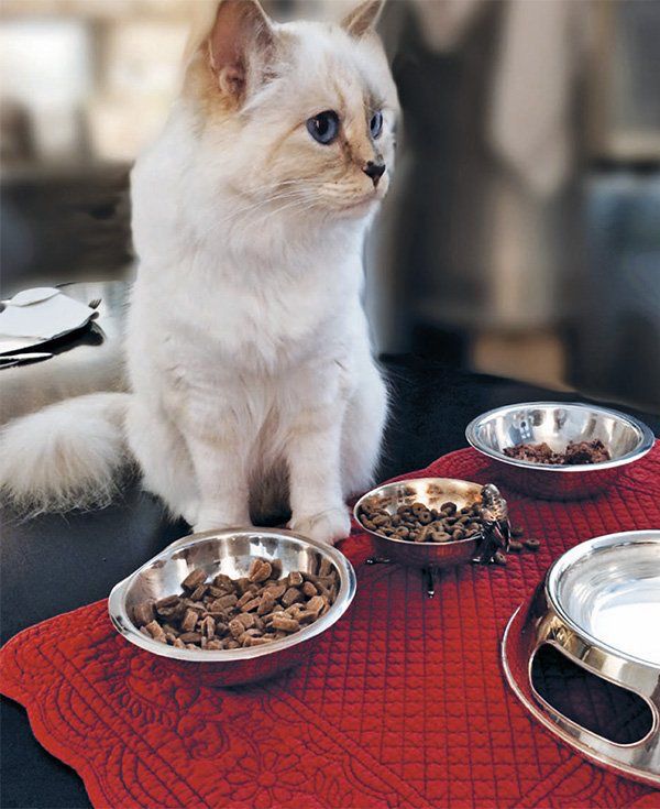 老佛爷的所有家产最后留给了猫 (老佛爷的猫死后谁来继承他的遗产)