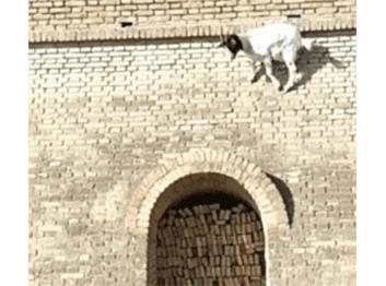 作为内蒙人,山羊这么牛的生物,竟然不了解?