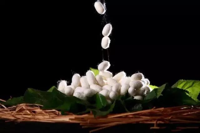 桑蚕丝裤好穿不,蚕丝裤100%桑蚕丝内穿