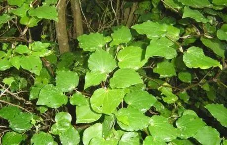 脚臭怎么办教你除臭小妙招,脚痒脚臭怎么办教你除臭方法